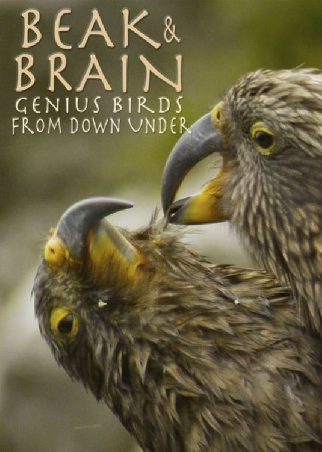 Beak & Brain