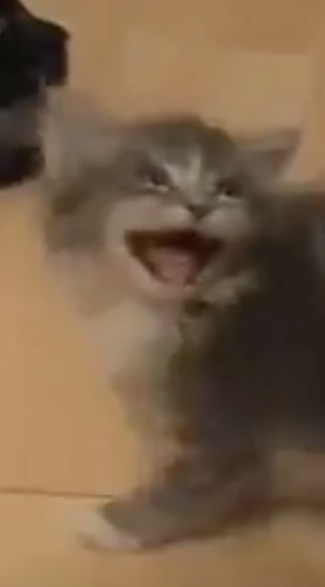 Cats Screamin' HILARIOUS