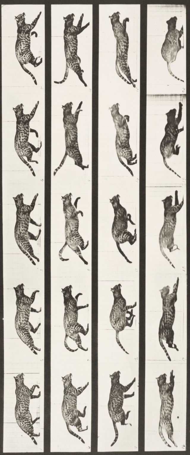 Cat Trotting, Changing to a Gallop