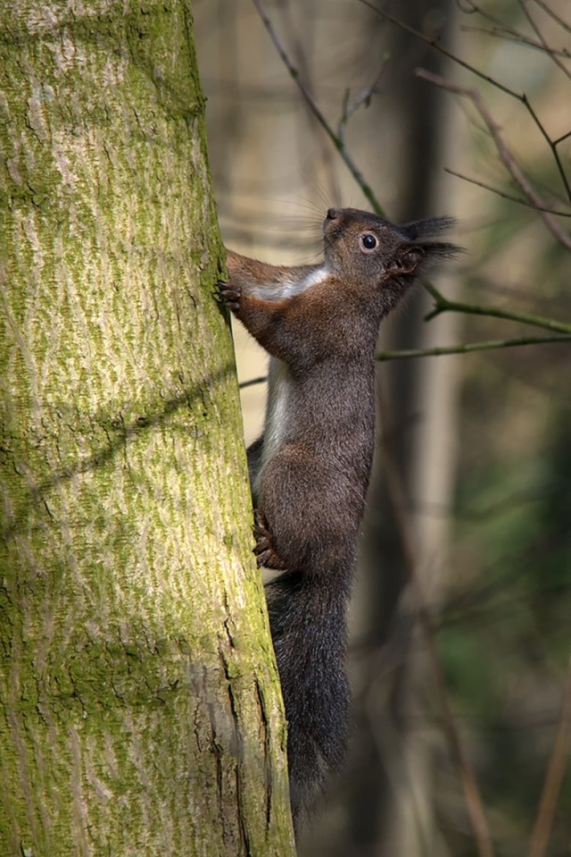 Geheimnisvolle Eichhörnchen