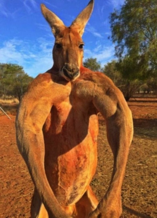 Big Red: The Kangaroo King