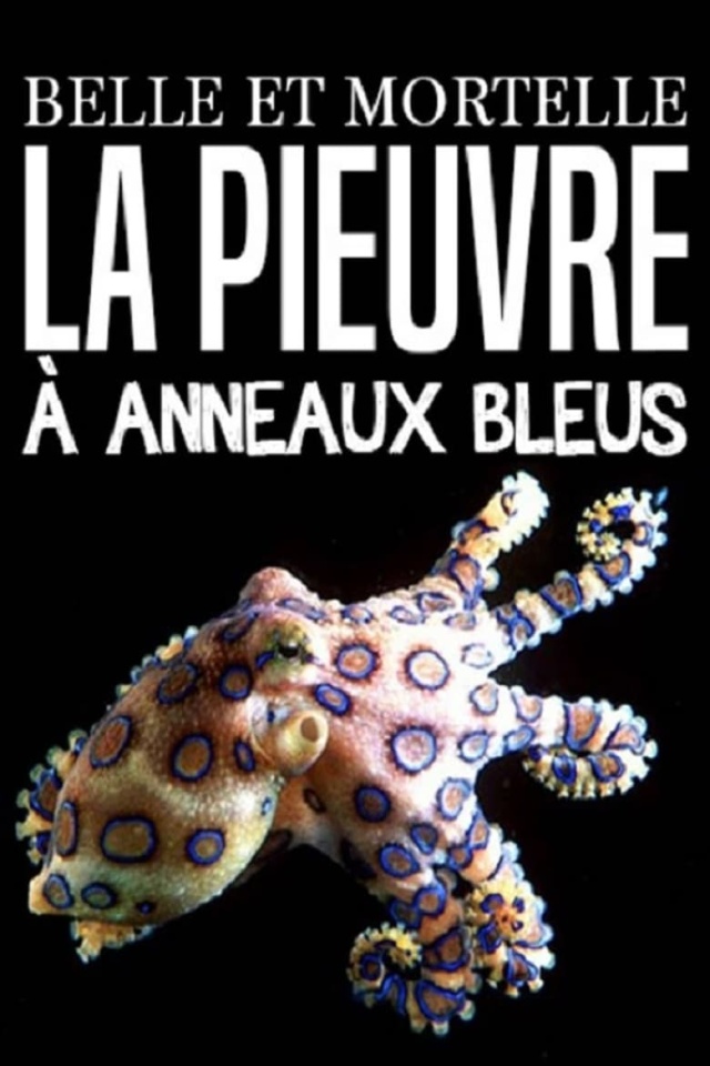 Belle et mortelle, la pieuvre à anneaux bleus