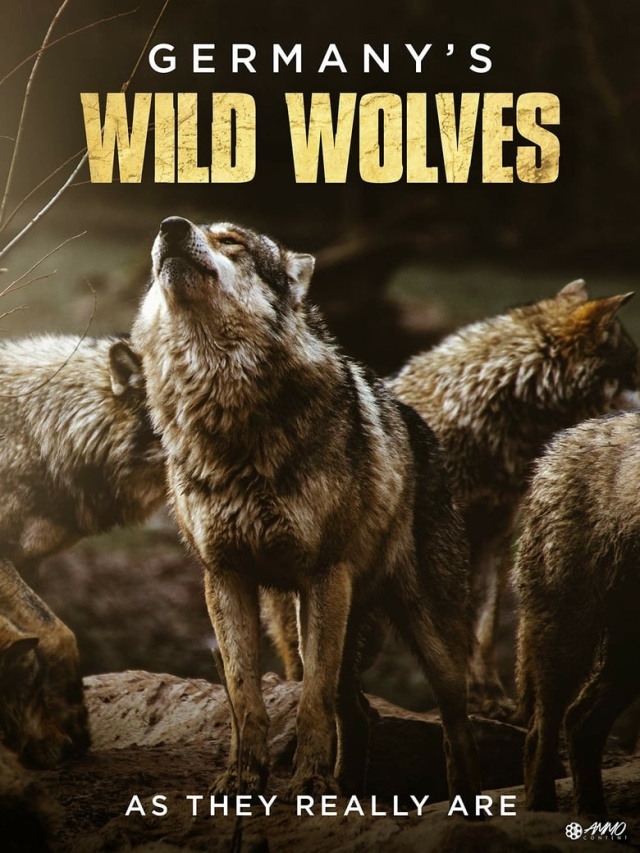 Germany's Wild Wolves - As They Really Are