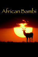 African Bambi