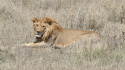 Africa: The Serengeti
