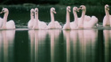 The Wild Swans