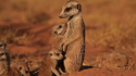 The Meerkats
