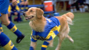 Air Bud: World Pup