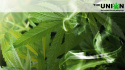 The Union: The Business Behind Getting High