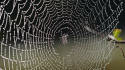 In The Spider\'s Web