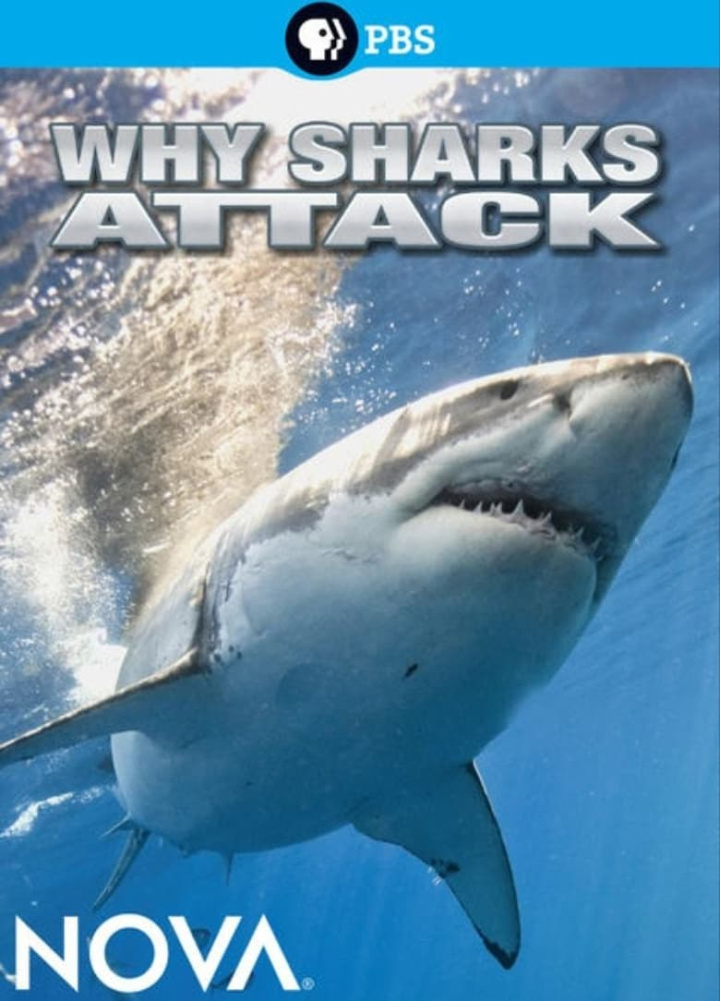 Why Sharks Attack i gruppen Alla filmer hos Mohamad shop (468857)