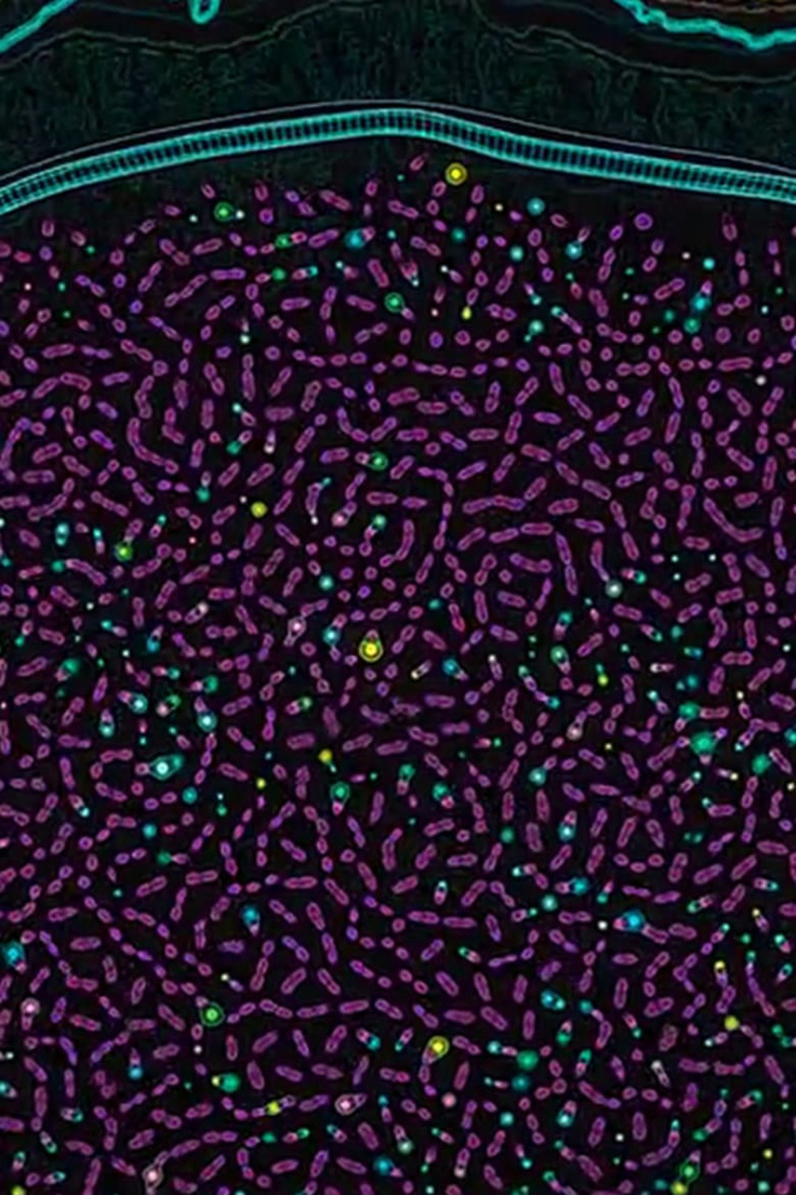 Order from Chaos i gruppen Alla filmer hos Mohamad shop (472164)