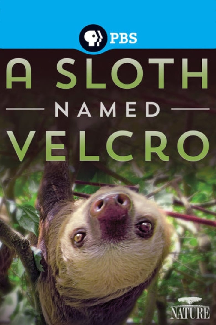 A Sloth Named Velcro i gruppen Alla filmer hos Mohamad shop (472466)
