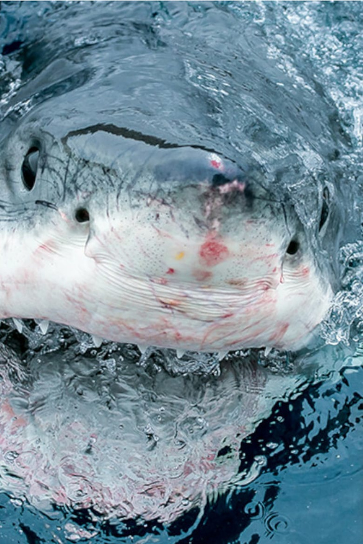 Super Predator i gruppen Alla filmer hos Mohamad shop (474388)