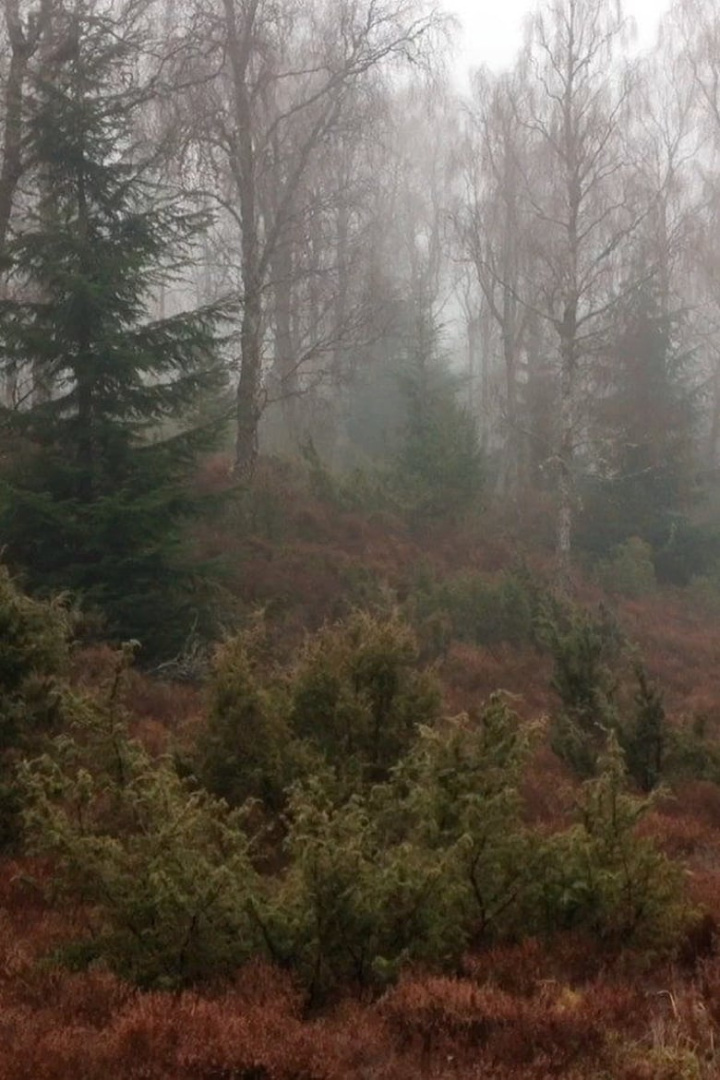 BRIDGIT i gruppen Alla filmer hos Mohamad shop (479742)