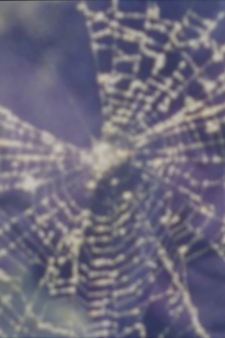 Worm and Web Love i gruppen Alla filmer hos Mohamad shop (480939)