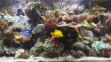 BluScenes: Coral Reef Aquarium