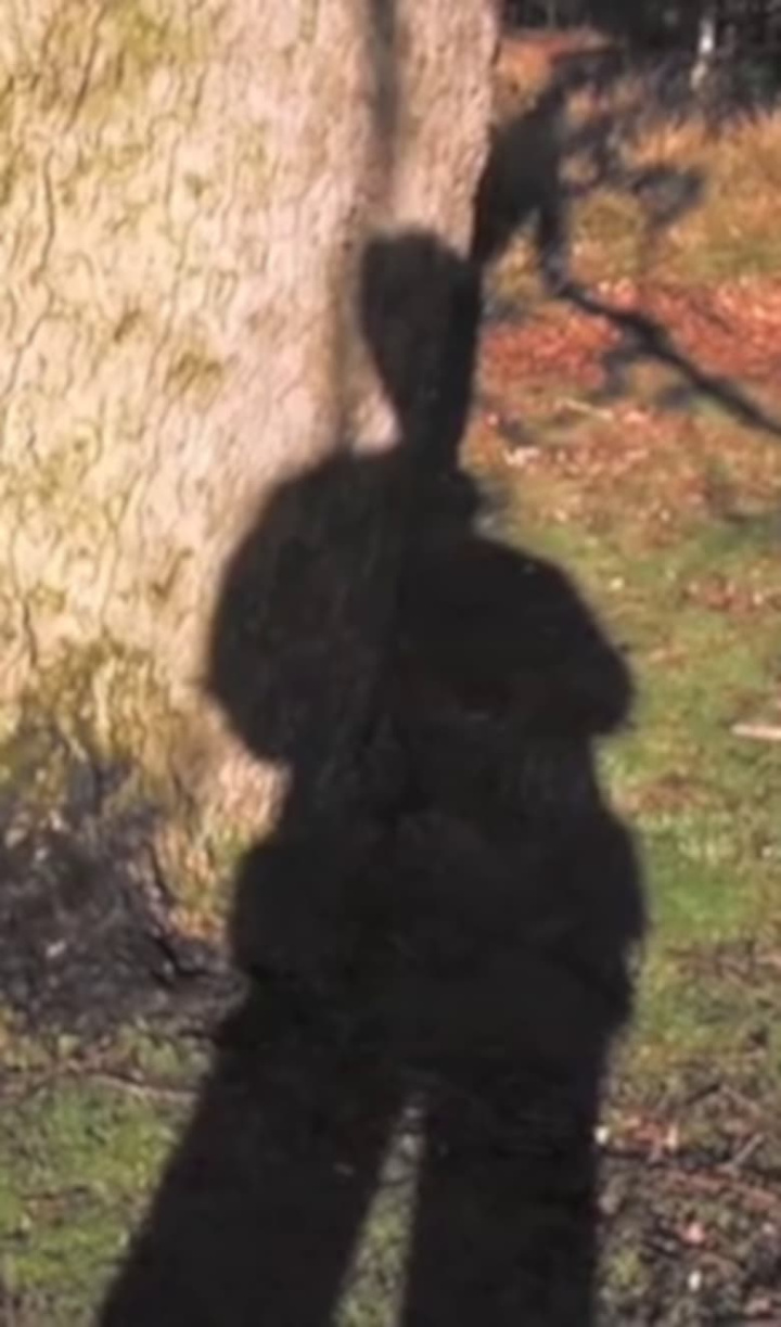 Forest Murmurs i gruppen Alla filmer hos Mohamad shop (487857)