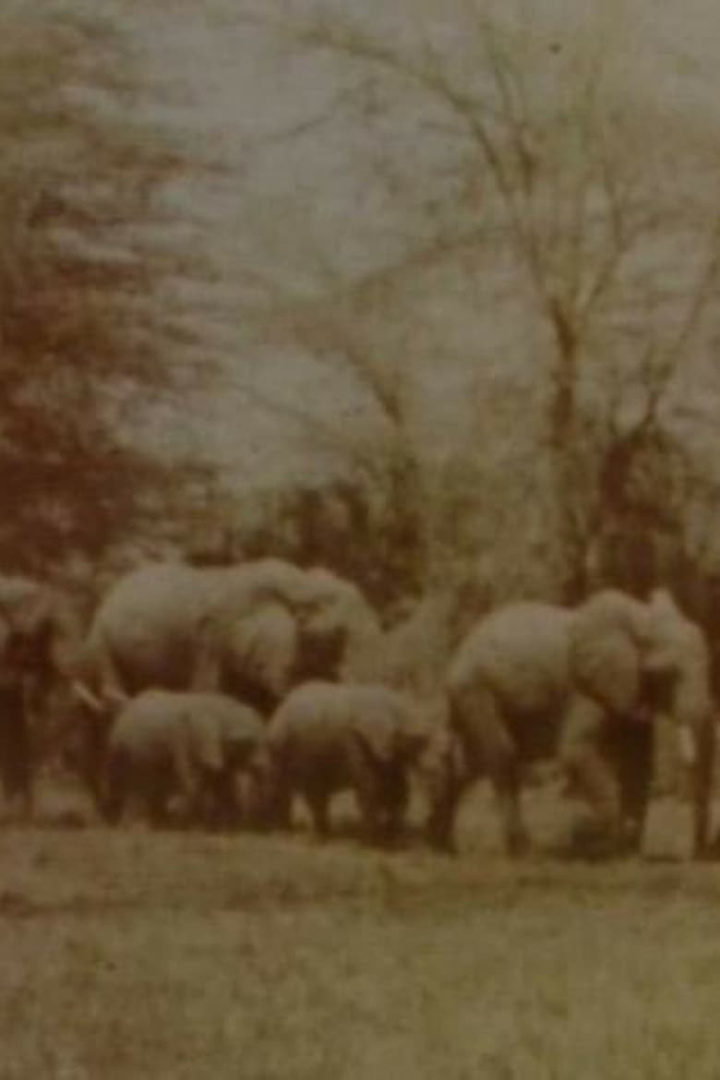 Elephants\' Test i gruppen Alla filmer hos Mohamad shop (493278)