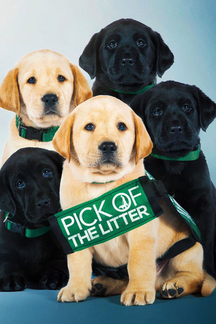 Pick of the Litter i gruppen Alla filmer hos Mohamad shop (503257)