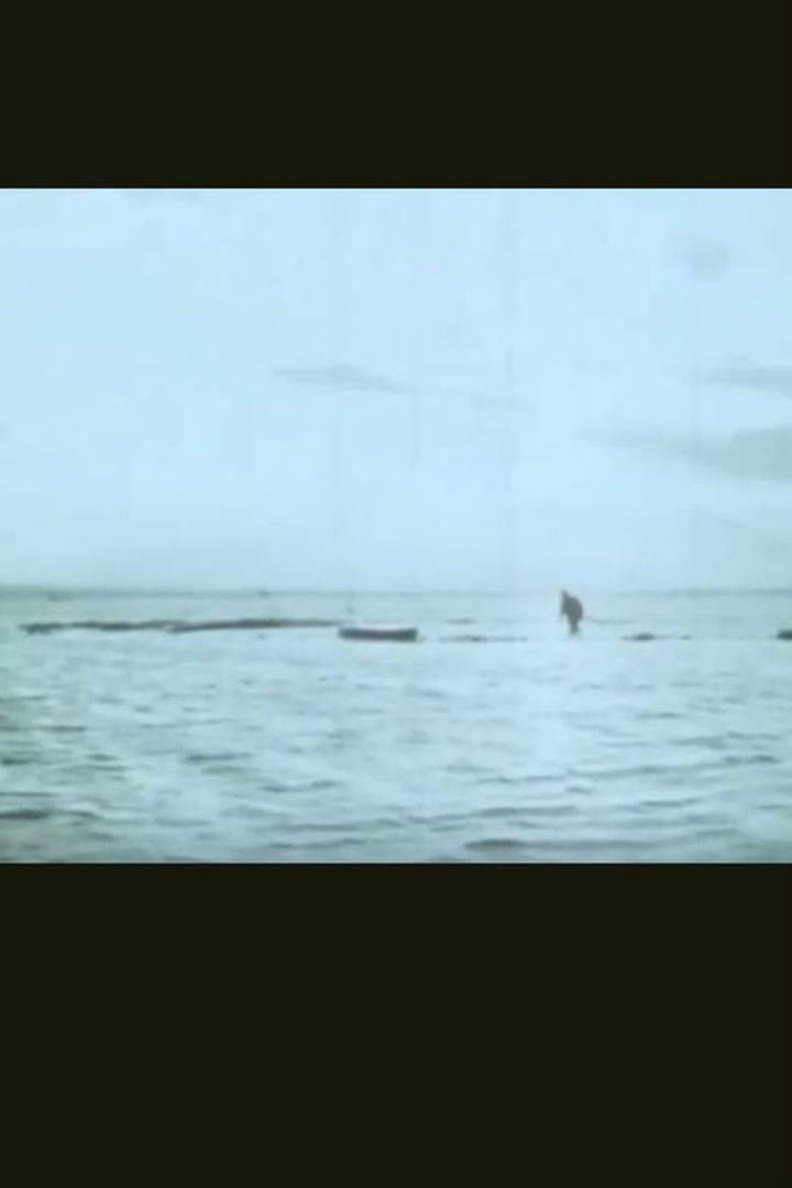 Il campo i gruppen Alla filmer hos Mohamad shop (503421)