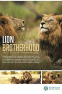 Wild Botswana: Lion Brotherhood