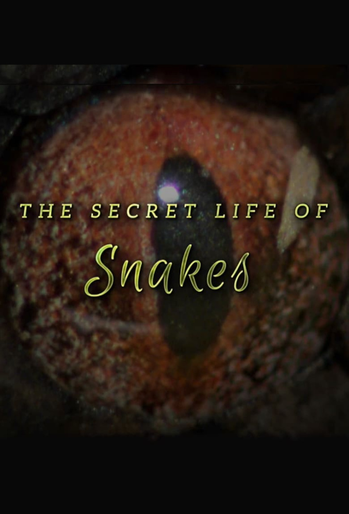 The Secret Life of Snakes i gruppen Alla filmer hos Mohamad shop (505448)