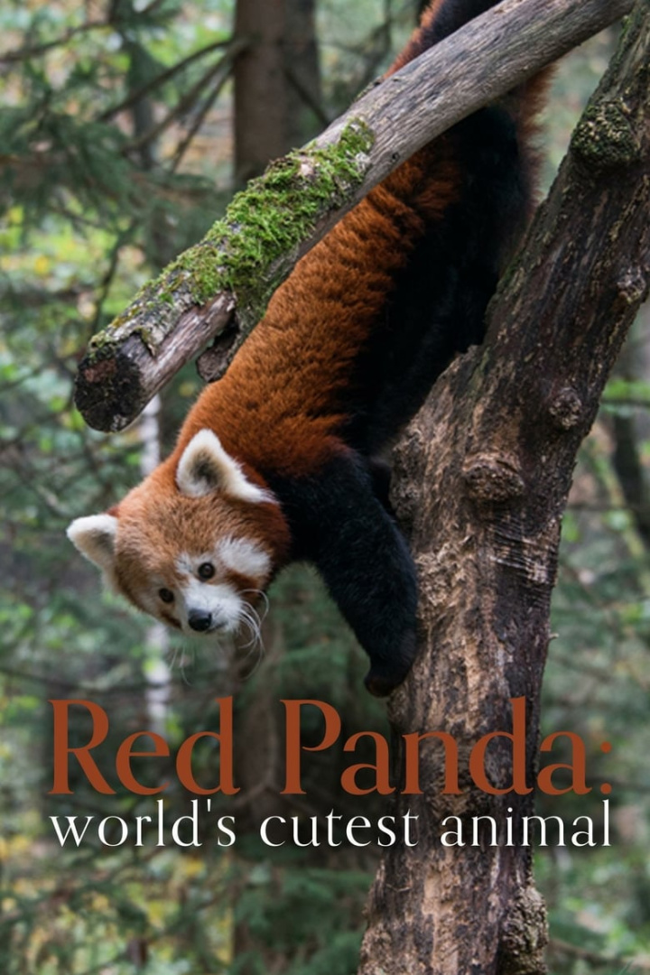 Red Panda: World\'s Cutest Animal i gruppen Alla filmer hos Mohamad shop (510157)