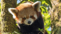 Red Panda: World\'s Cutest Animal