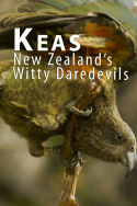 Keas: New Zealand\'s Witty Daredevils