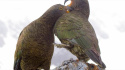 Keas: New Zealand\'s Witty Daredevils