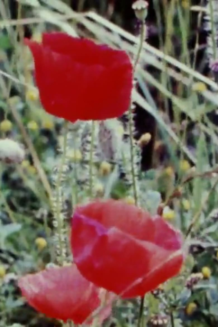 Real Time i gruppen Alla filmer hos Mohamad shop (511761)