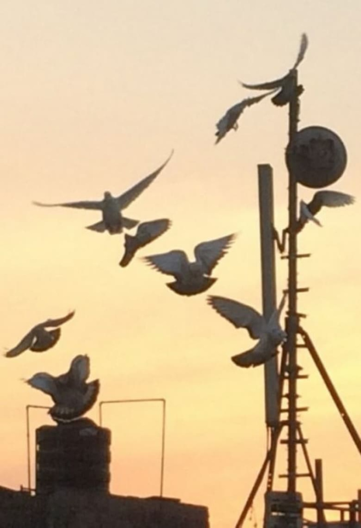 Skywards i gruppen Alla filmer hos Mohamad shop (513126)