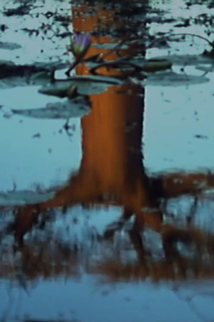 Trees i gruppen Alla filmer hos Mohamad shop (514276)