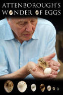 Attenborough\'s Wonder of Eggs