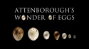 Attenborough\'s Wonder of Eggs