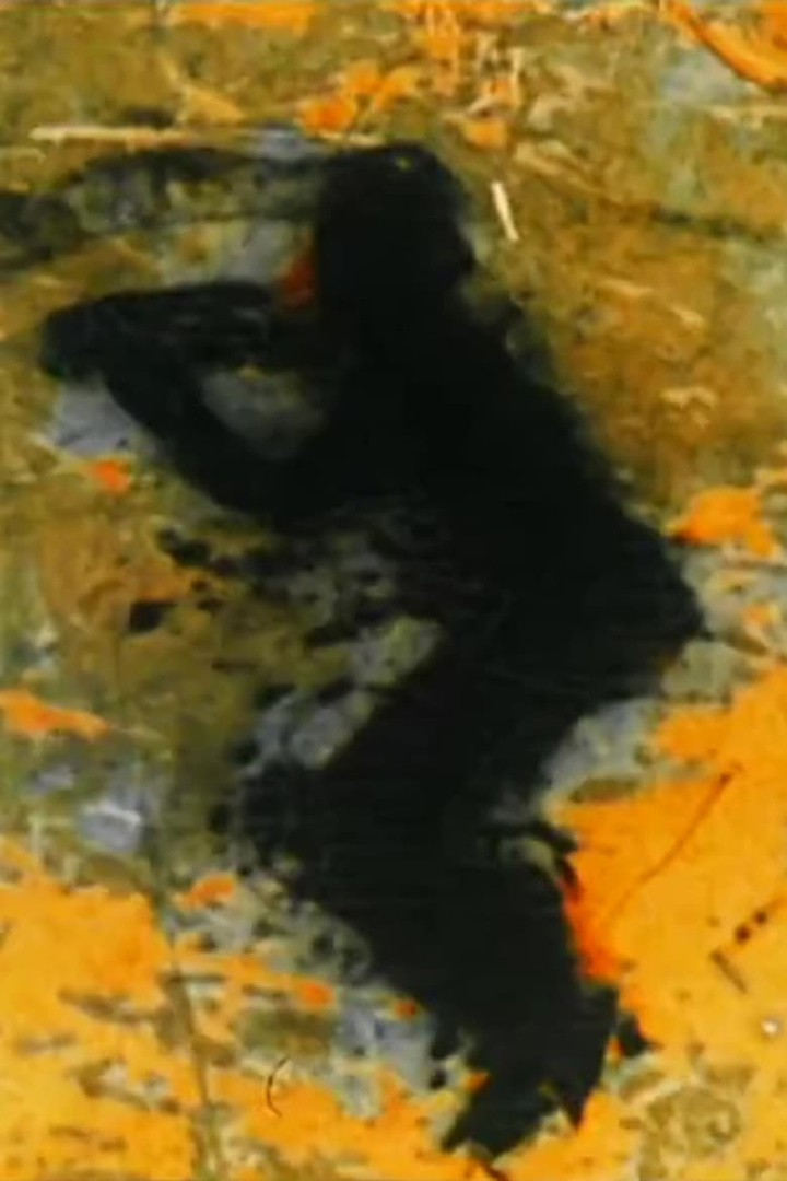 De Profundis i gruppen Alla filmer hos Mohamad shop (517775)