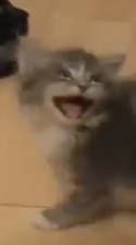 Cats Screamin\' HILARIOUS