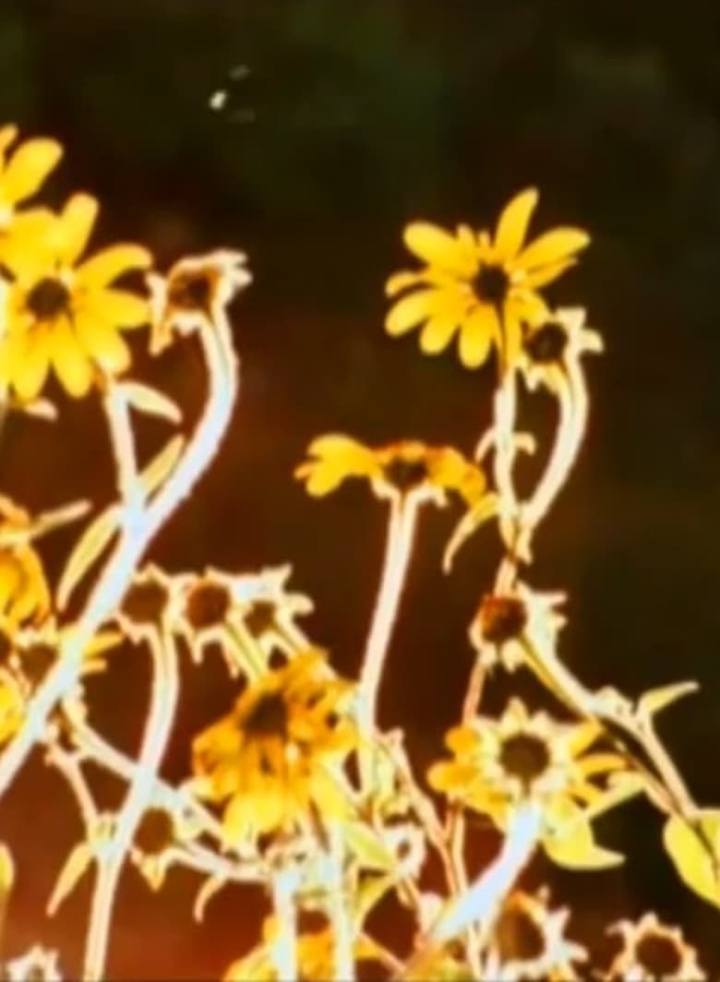 The Sun Harp i gruppen Alla filmer hos Mohamad shop (526889)