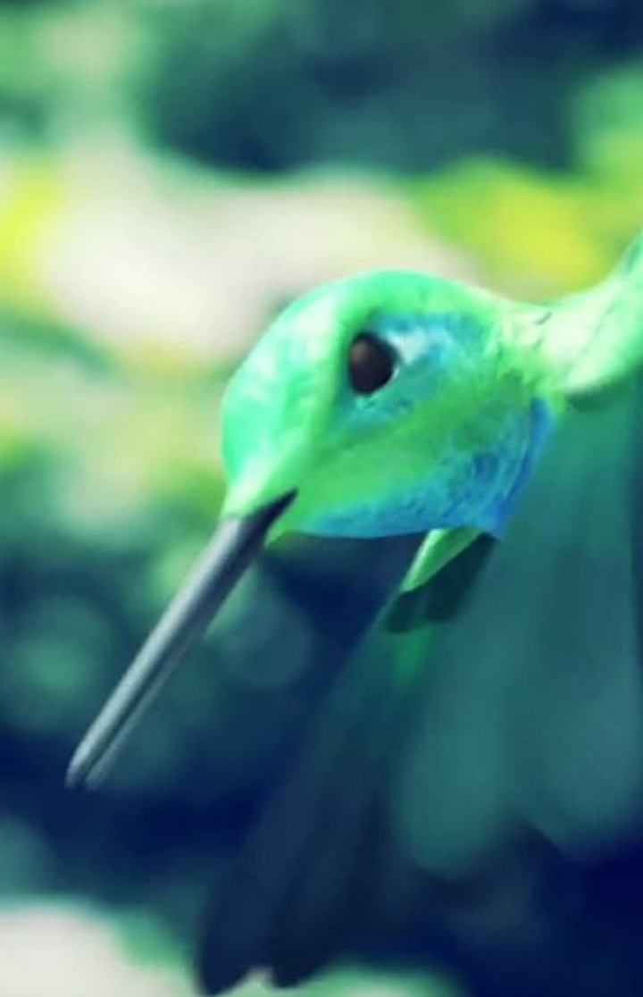 Humming Bird Minute i gruppen Alla filmer hos Mohamad shop (530164)