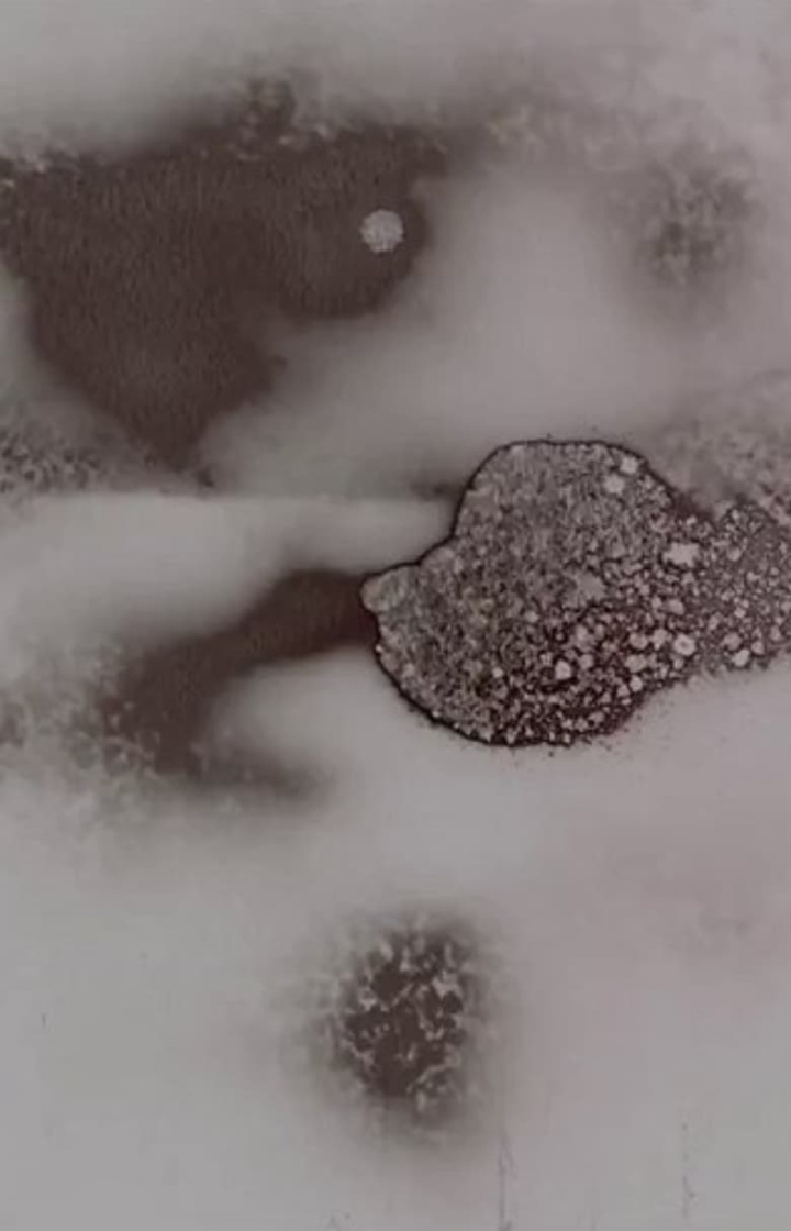 Cosmopolite i gruppen Alla filmer hos Mohamad shop (531191)