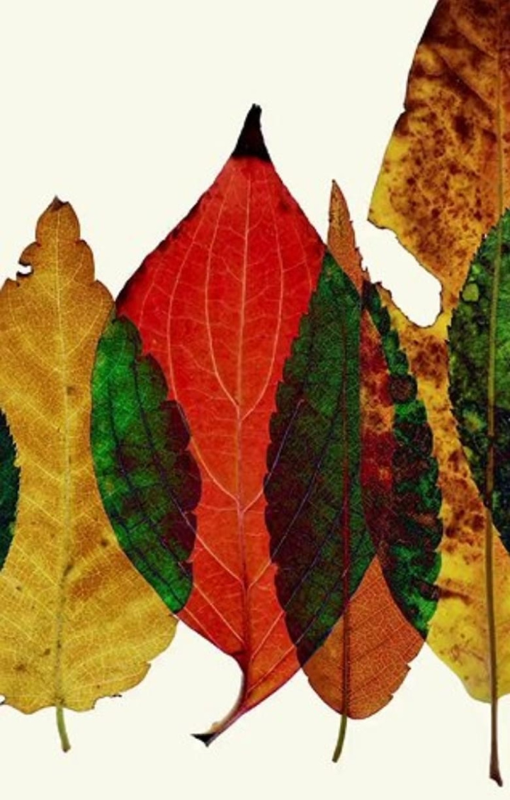 Sans Chlorophyll i gruppen Alla filmer hos Mohamad shop (531823)