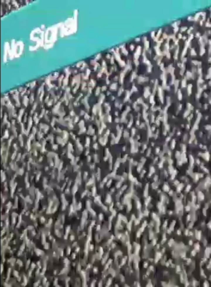 No Signal i gruppen Drama hos Mohamad shop (532284)