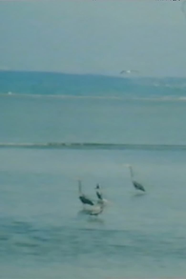 Green Dream i gruppen Drama hos Mohamad shop (532466)