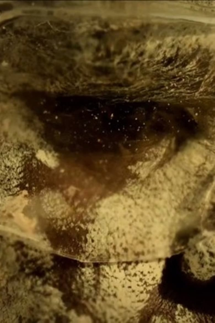 The Mermaids, or Aiden in Wonderland i gruppen Alla filmer hos Mohamad shop (535217)