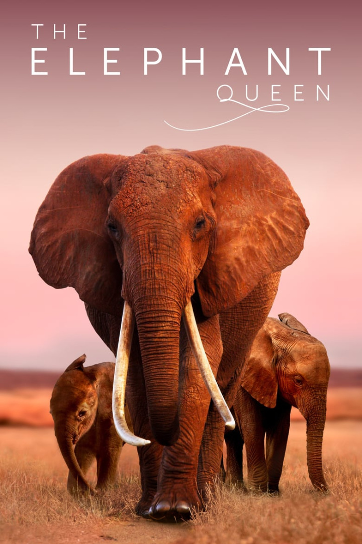 The Elephant Queen i gruppen Alla filmer hos Mohamad shop (541572)