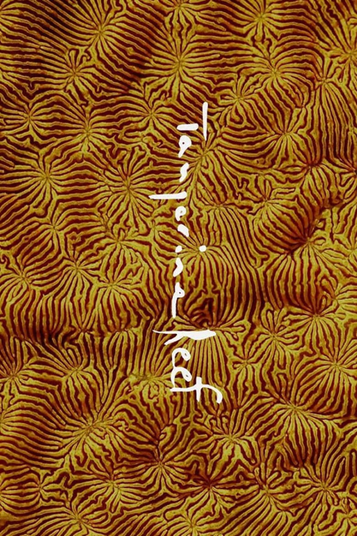 Tangerine Reef i gruppen Alla filmer / Music hos Mohamad shop (541798)