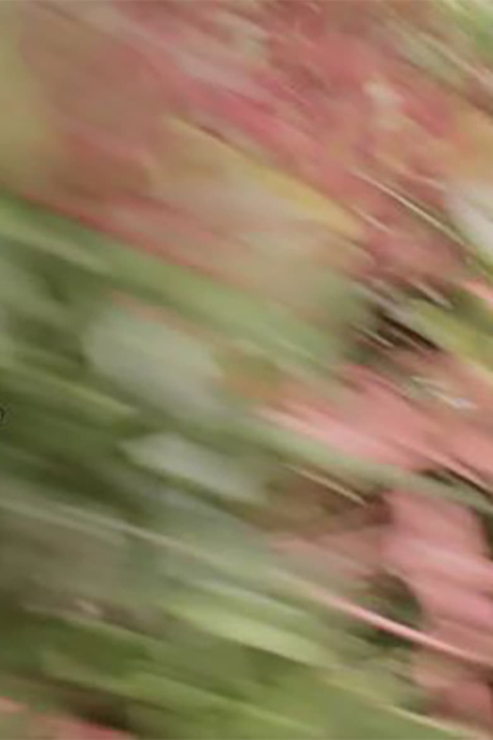 Soft Colours i gruppen Alla filmer / Drama hos Mohamad shop (543437)