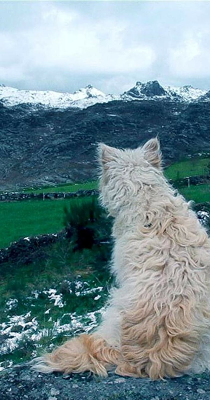 Histories of Wolves i gruppen Alla filmer hos Mohamad shop (543808)