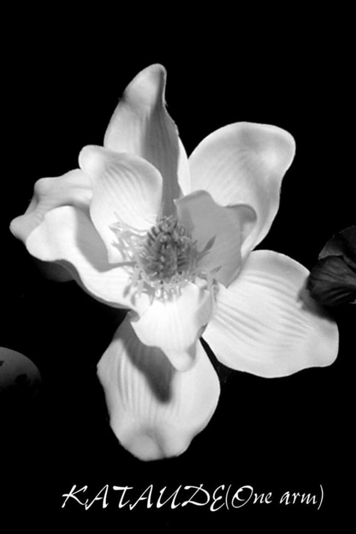 Kataude i gruppen Alla filmer hos Mohamad shop (545476)